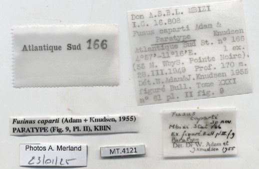 BE-RBINS-INV-MT-4121-Fusus-caparti-pt-label.jpg BE-RBINS-INV-MT-4121-Fusus-caparti-pt-label.jpg