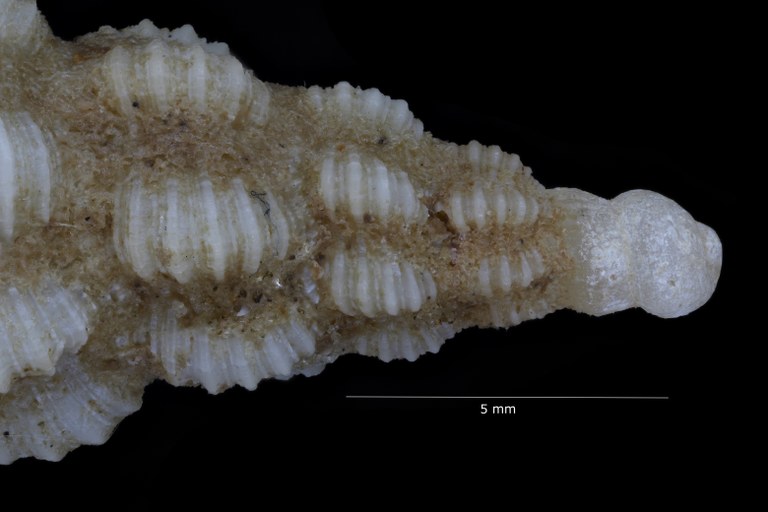 BE-RBINS-INV-INV-180282-Fusus-caparti-series-1-protoconch-dorsal-view-(antioral).jpg