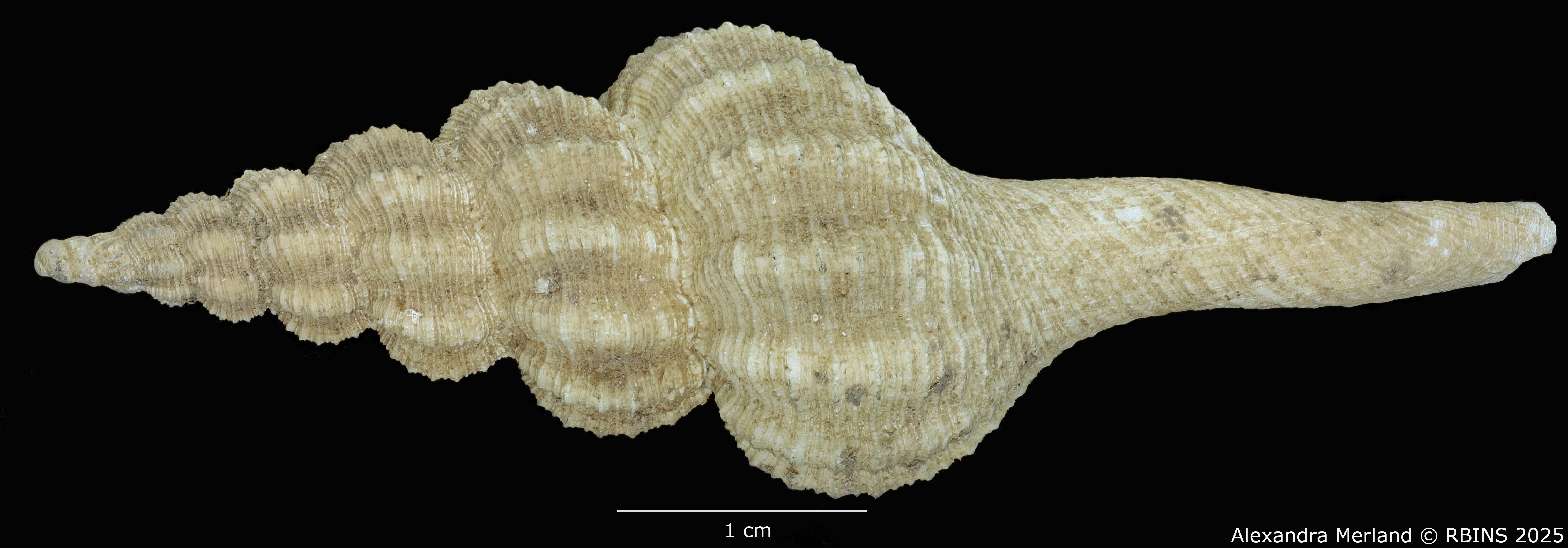 BE-RBINS-INV-MT-4098-Fusus-caparti-pt-D.jpg