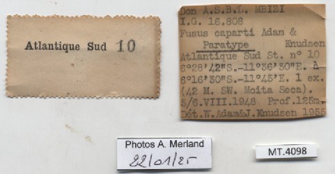 BE-RBINS-INV-MT-4098-Fusus-caparti-pt-label.jpg BE-RBINS-INV-MT-4098-Fusus-caparti-pt-label.jpg