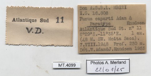 BE-RBINS-INV-MT-4099-Fusus-caparti-pt-label.jpg BE-RBINS-INV-MT-4099-Fusus-caparti-pt-label.jpg