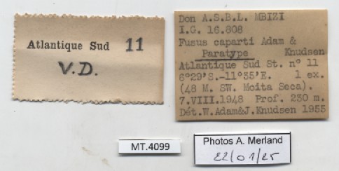 BE-RBINS-INV-MT-4099-Fusus-caparti-pt-label.jpg