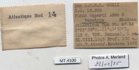 BE-RBINS-INV-MT-4100-Fusus-caparti-pt-label.jpg BE-RBINS-INV-MT-4100-Fusus-caparti-pt-label.jpg