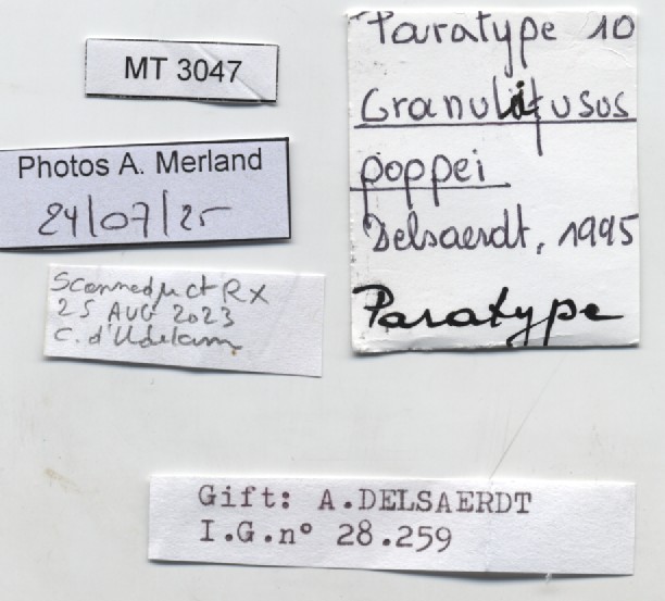 BE-RBINS-INV-MT-3047-Granulifusus-poppei-pt-label.jpg