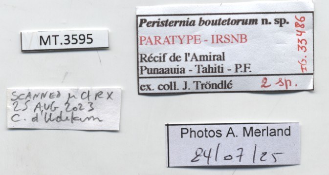BE-RBINS-INV-MT-3595-Peristernia-boutetorum-pt-label.jpg