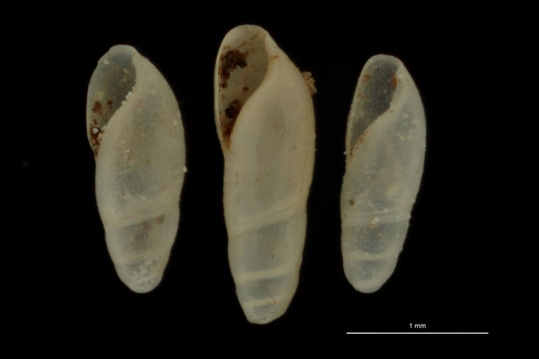 BE-RBINS-INV SYNTYPE MT.3714 Caecilianella veracruzensis GOUPE.jpg