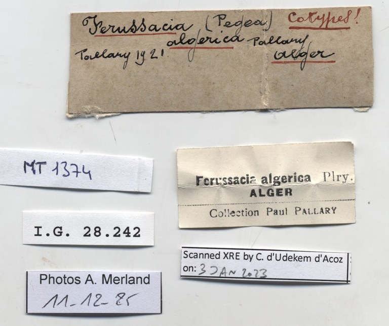 BE-RBINS-INV-MT-1374-Ferussacia-algerica-st-label.jpg