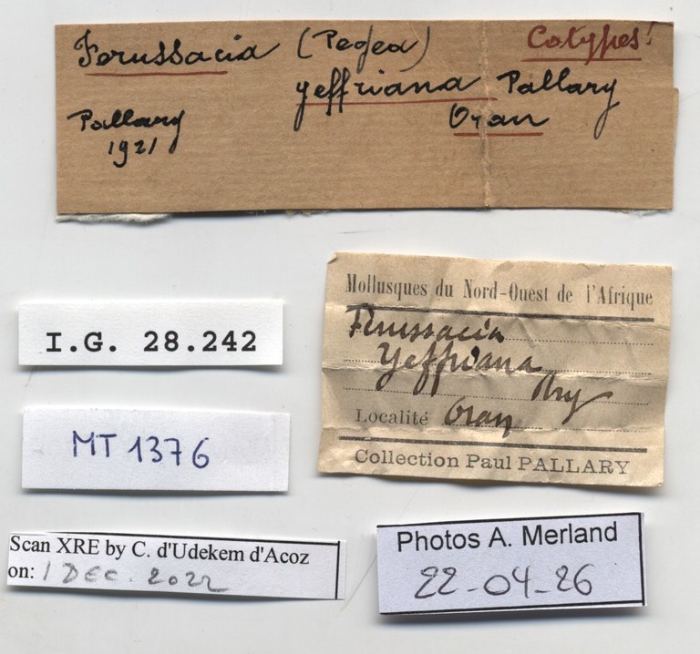 BE-RBINS-INV-MT-1376-Ferussacia-yeffriana-st-label.jpg