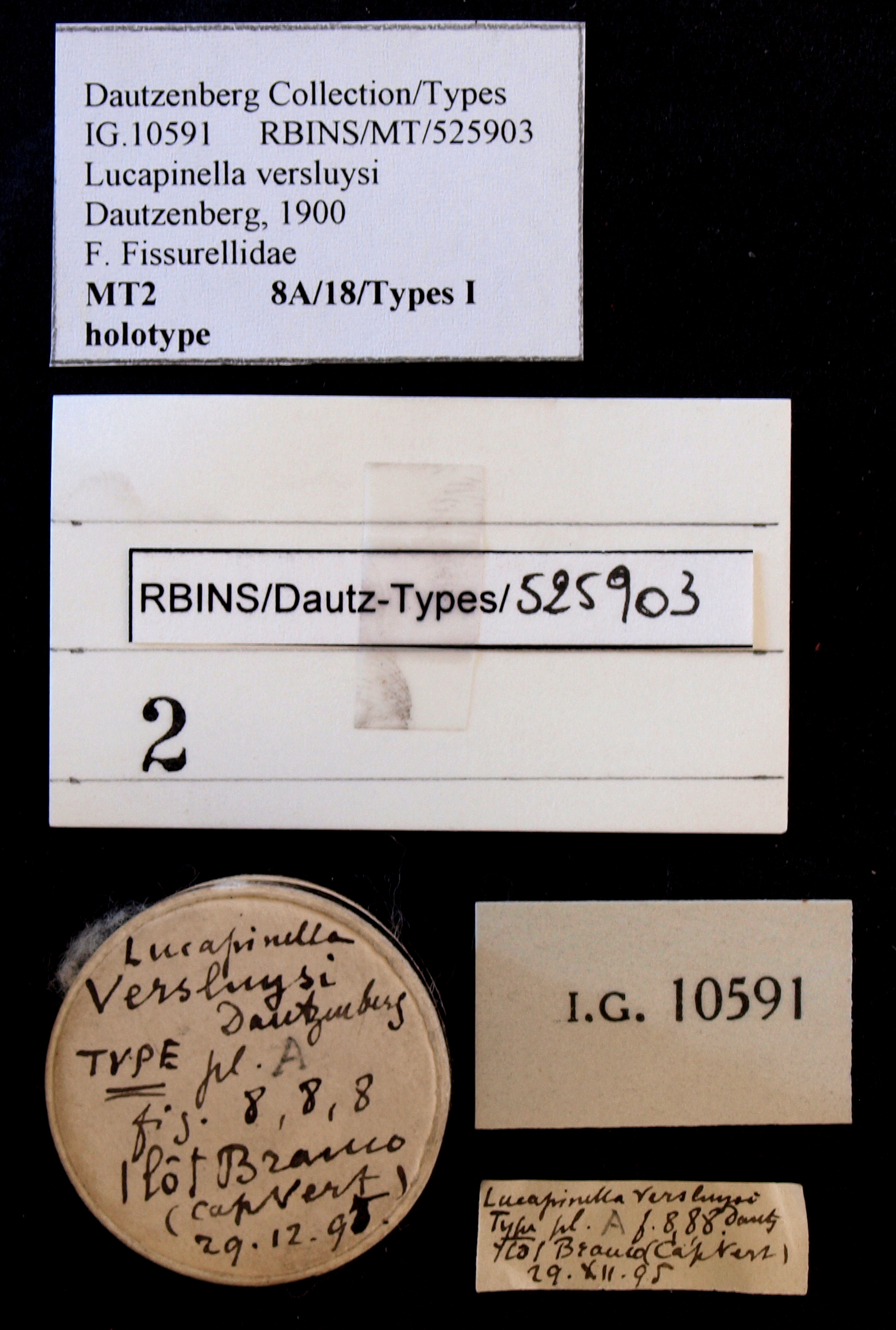 BE-RBINS-INV HOLOTYPE MT 2 Lucapinella versluysi LABELS.jpg