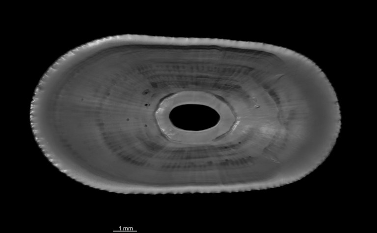 BE-RBINS-INV HOLOTYPE MT 2 Lucapinella versluysi VENTRAL BW MCT XRE.jpg