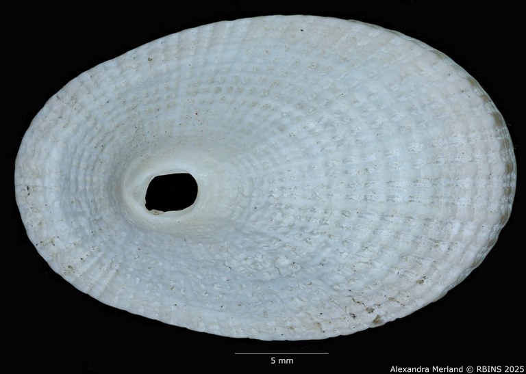 BE-RBINS-INV-MT-2597-Diodora-namibiensis-pt-D.jpg BE-RBINS-INV-MT-2597-Diodora-namibiensis-pt-D.jpg