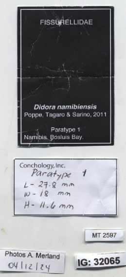 BE-RBINS-INV-MT-2597-Diodora-namibiensis-pt-label.jpg BE-RBINS-INV-MT-2597-Diodora-namibiensis-pt-label.jpg