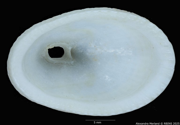 BE-RBINS-INV-MT-2597-Diodora-namibiensis-pt-V.jpg BE-RBINS-INV-MT-2597-Diodora-namibiensis-pt-V.jpg