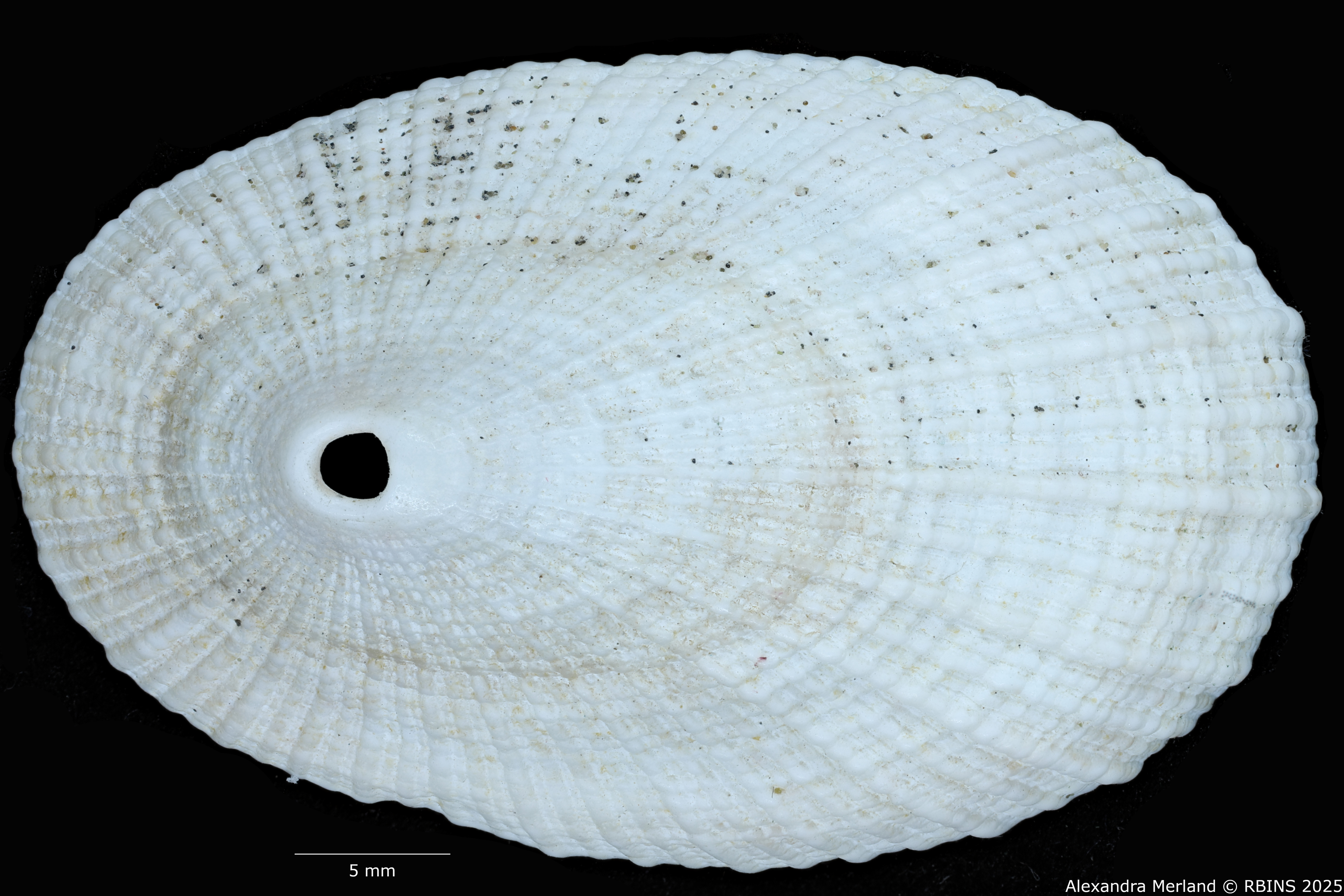 BE-RBINS-INV-MT-3629-Diodora-namibiensis-ht-D.jpg
