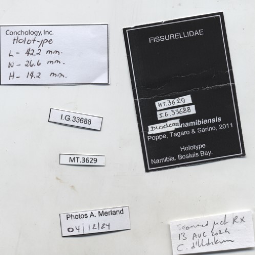 BE-RBINS-INV-MT-3629-Diodora-namibiensis-ht-label.jpg