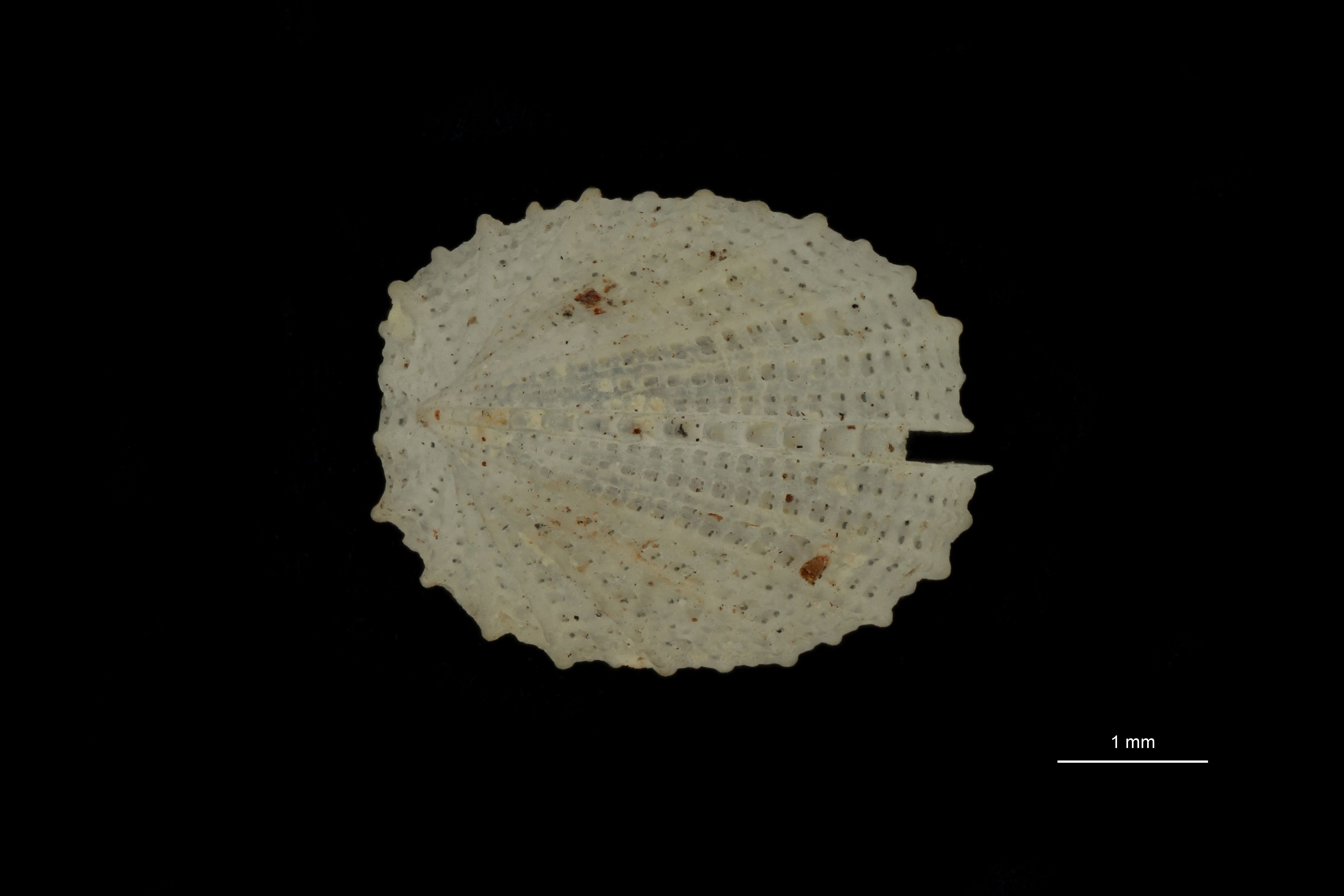 BE-RBINS-INV PARATYPE MT 759 Emarginula capuloidea DORSAL.jpg