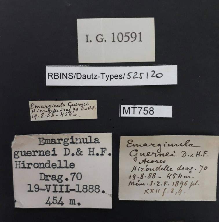 BE-RBINS-INV PARATYPE MT 758 Emarginula guernei LABELS.jpg