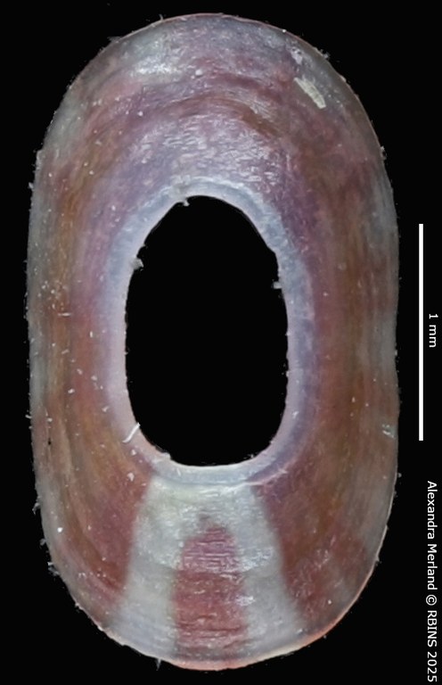 BE-RBINS-INV-MT-4043-Fissurellidea-ahuirorum-pt-D.jpg BE-RBINS-INV-MT-4043-Fissurellidea-ahuirorum-pt-D.jpg