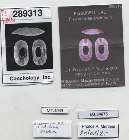 BE-RBINS-INV-MT-4043-Fissurellidea-ahuirorum-pt-label.jpg BE-RBINS-INV-MT-4043-Fissurellidea-ahuirorum-pt-label.jpg