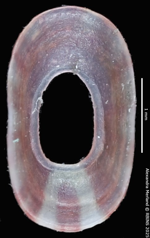 BE-RBINS-INV-MT-4043-Fissurellidea-ahuirorum-pt-V.jpg BE-RBINS-INV-MT-4043-Fissurellidea-ahuirorum-pt-V.jpg