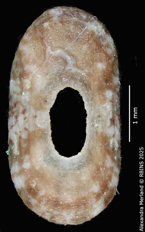 BE-RBINS-INV-MT-4044-Lucapinella-henkdekkeri-pt-D.jpg