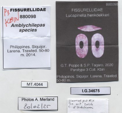 BE-RBINS-INV-MT-4044-Lucapinella-henkdekkeri-pt-label.jpg