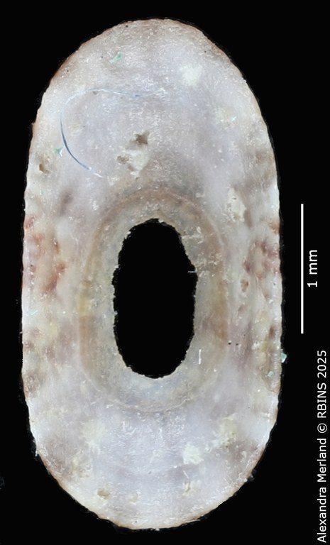 BE-RBINS-INV-MT-4044-Lucapinella-henkdekkeri-pt-V.jpg
