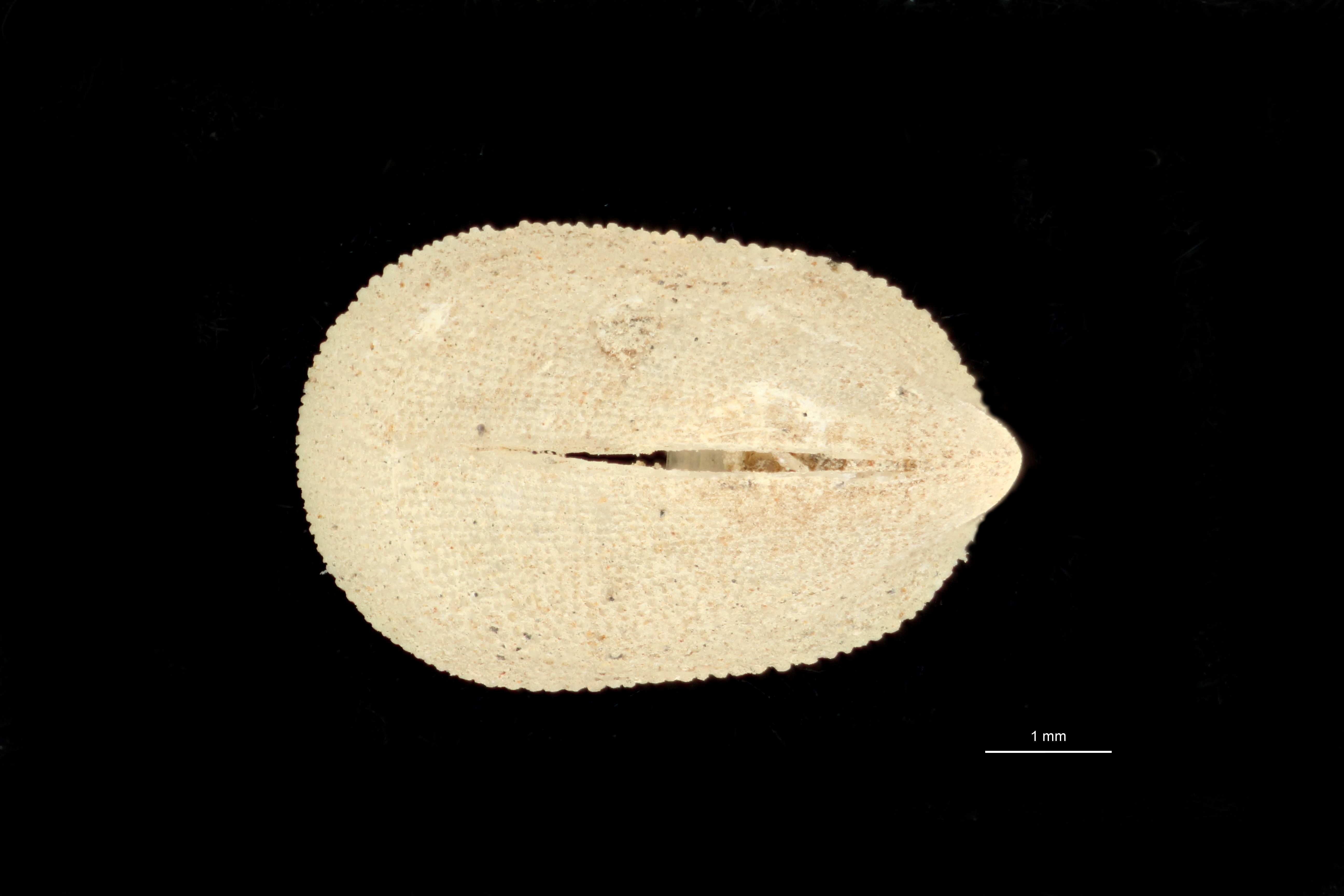 BE-RBINS-INV PARATYPE MT 763 Glyphis (Cranopsis) granulata DORSAL.jpg