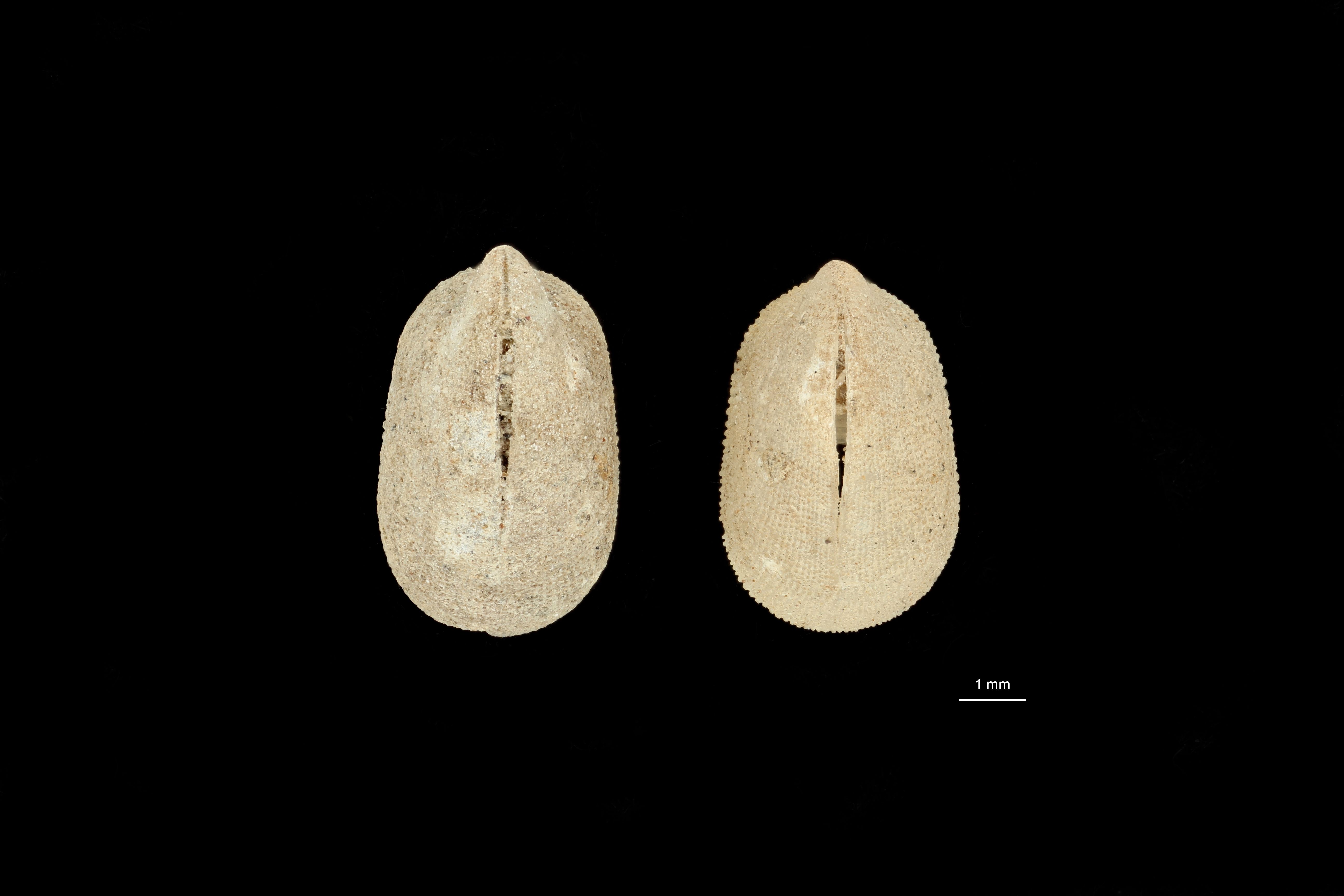 BE-RBINS-INV PARATYPE MT 763 Glyphis (Cranopsis) granulata GROUPE.jpg