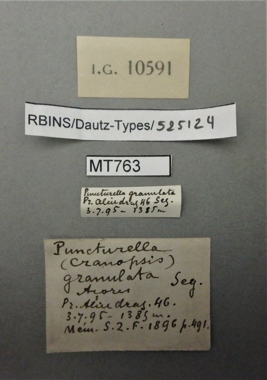 BE-RBINS-INV PARATYPE MT 763 Glyphis (Cranopsis) granulata LABELS.jpg