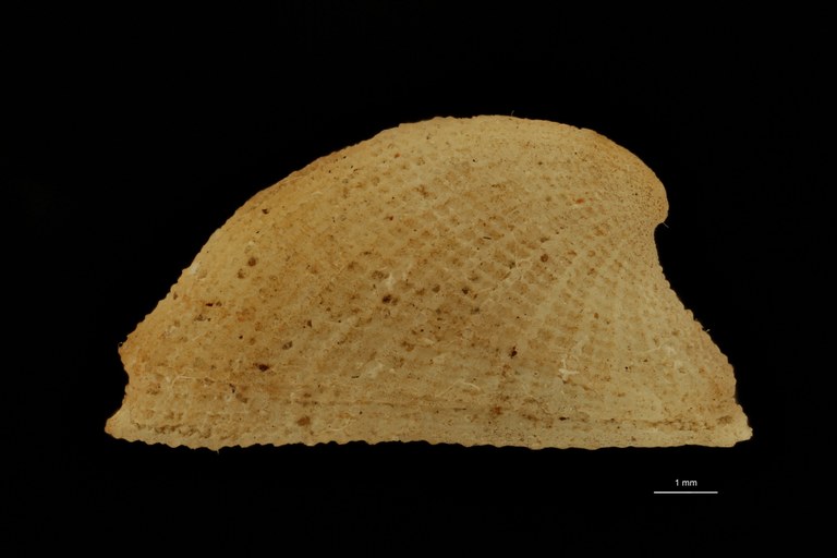 BE-RBINS-INV TOPOTYPE MT.3732 Rimula verrieri LATERAL.jpg