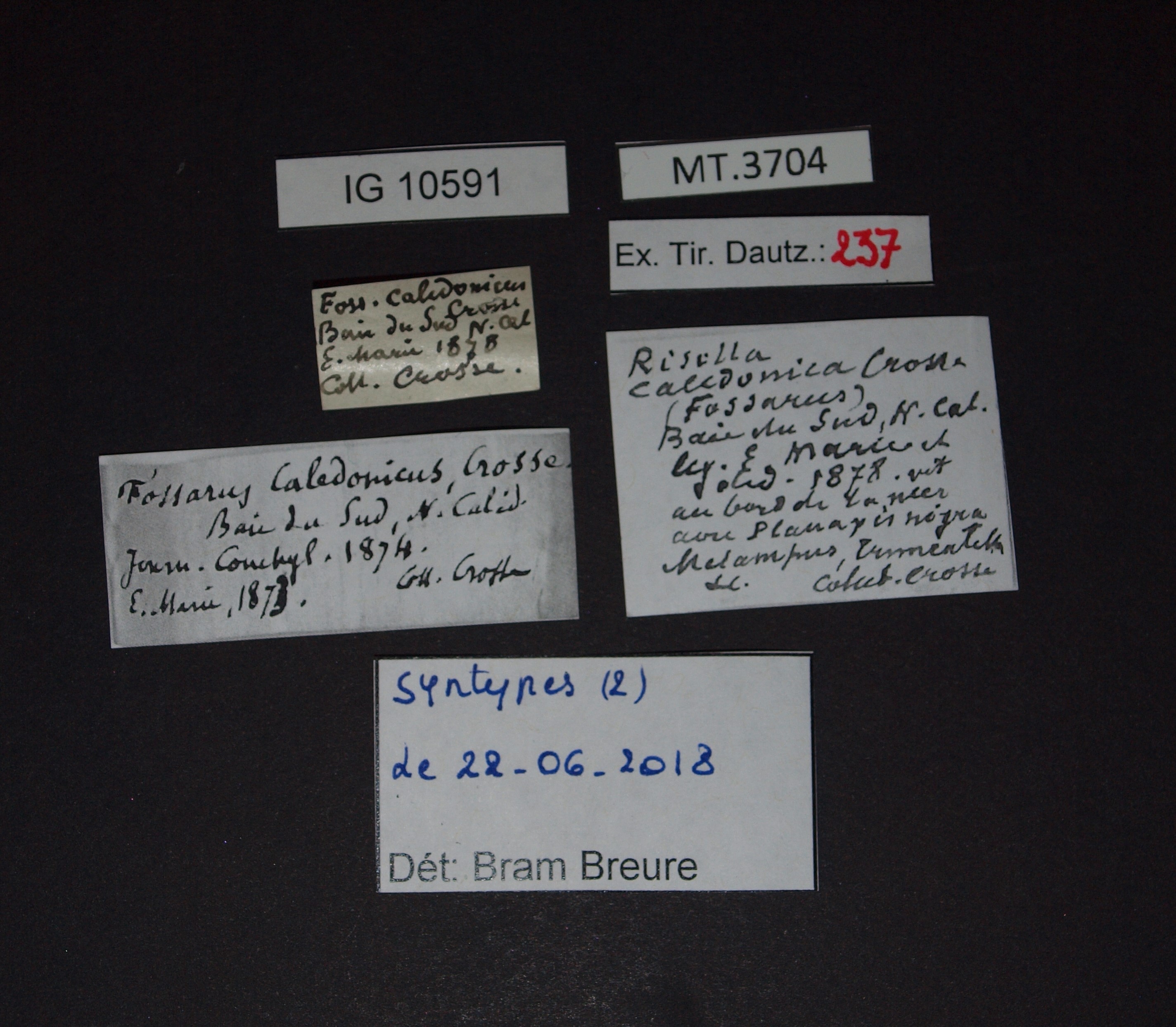 BE-RBINS-INV SYNTYPE MT.3704 Fossarus caledonicus LABELS.jpg
