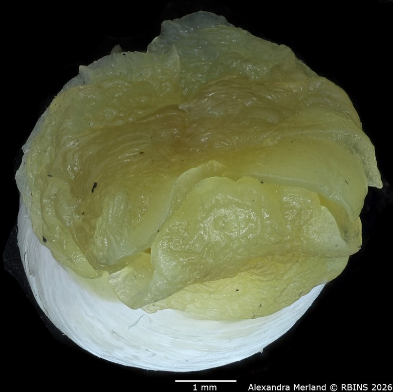 BE-RBINS-INV-MT-4694-Haminea-mauritaniae-ht-Bottom.jpg