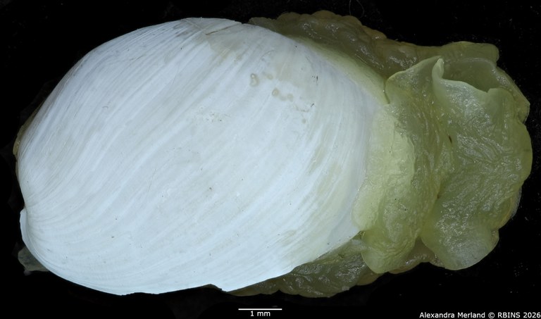 BE-RBINS-INV-MT-4694-Haminea-mauritaniae-ht-D.jpg