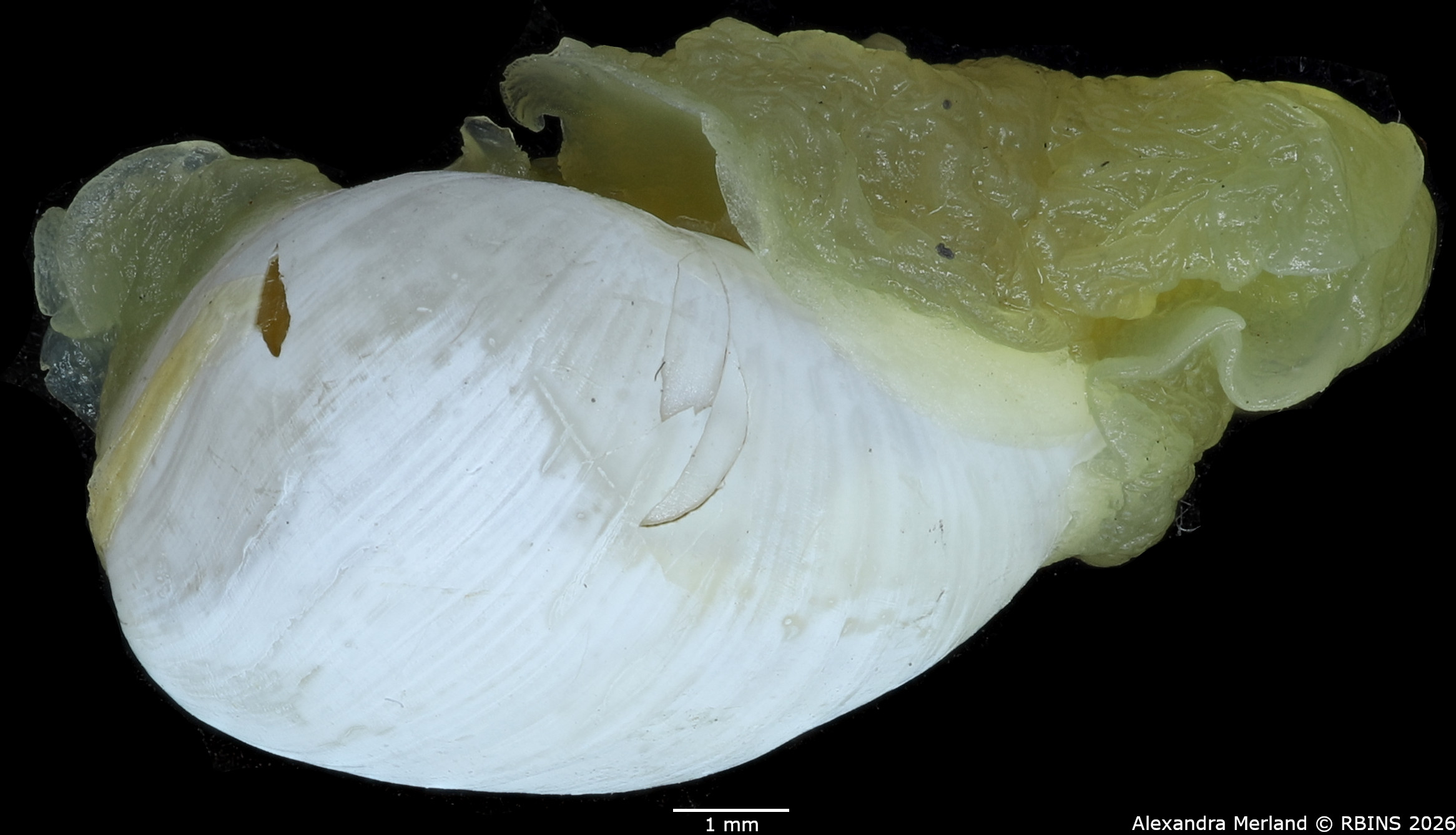 BE-RBINS-INV-MT-4694-Haminea-mauritaniae-ht-L2.jpg