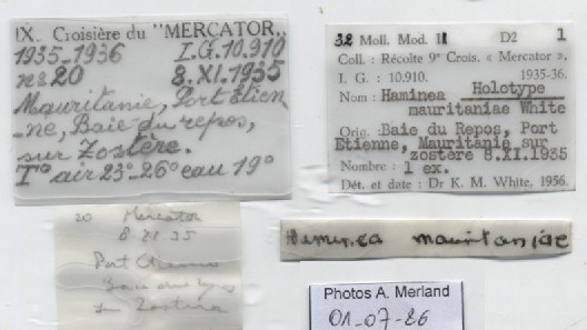BE-RBINS-INV-MT-4694-Haminea-mauritaniae-ht-label.jpg