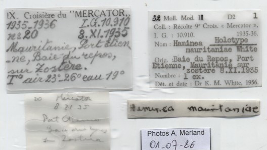 BE-RBINS-INV-MT-4694-Haminea-mauritaniae-ht-label.jpg