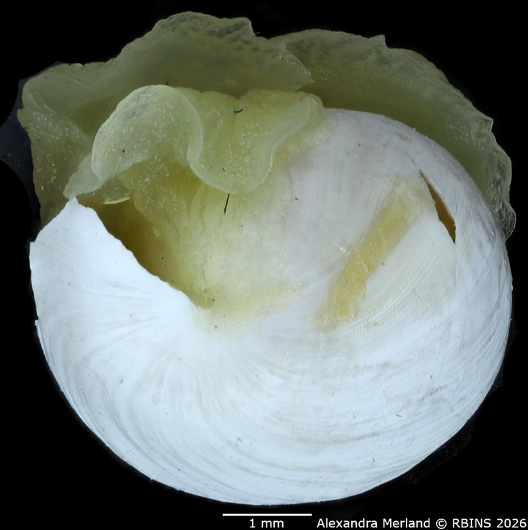 BE-RBINS-INV-MT-4694-Haminea-mauritaniae-ht-Top.jpg