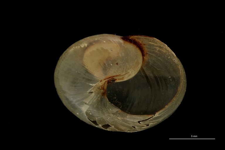 BE-RBINS-INV TYPE MT 687 Helicarion knysnaensis LATERAL ZS PMax Scaled.jpg