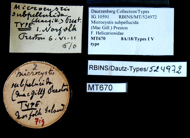 BE-RBINS-INV TYPE MT 670 Microcystis subpellucida LABELS.jpg