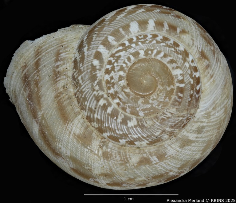 BE-RBINS-INV-MT3412-Alabastrina-beaumieri-striata-st-D.jpg BE-RBINS-INV-MT3412-Alabastrina-beaumieri-striata-st-D.jpg
