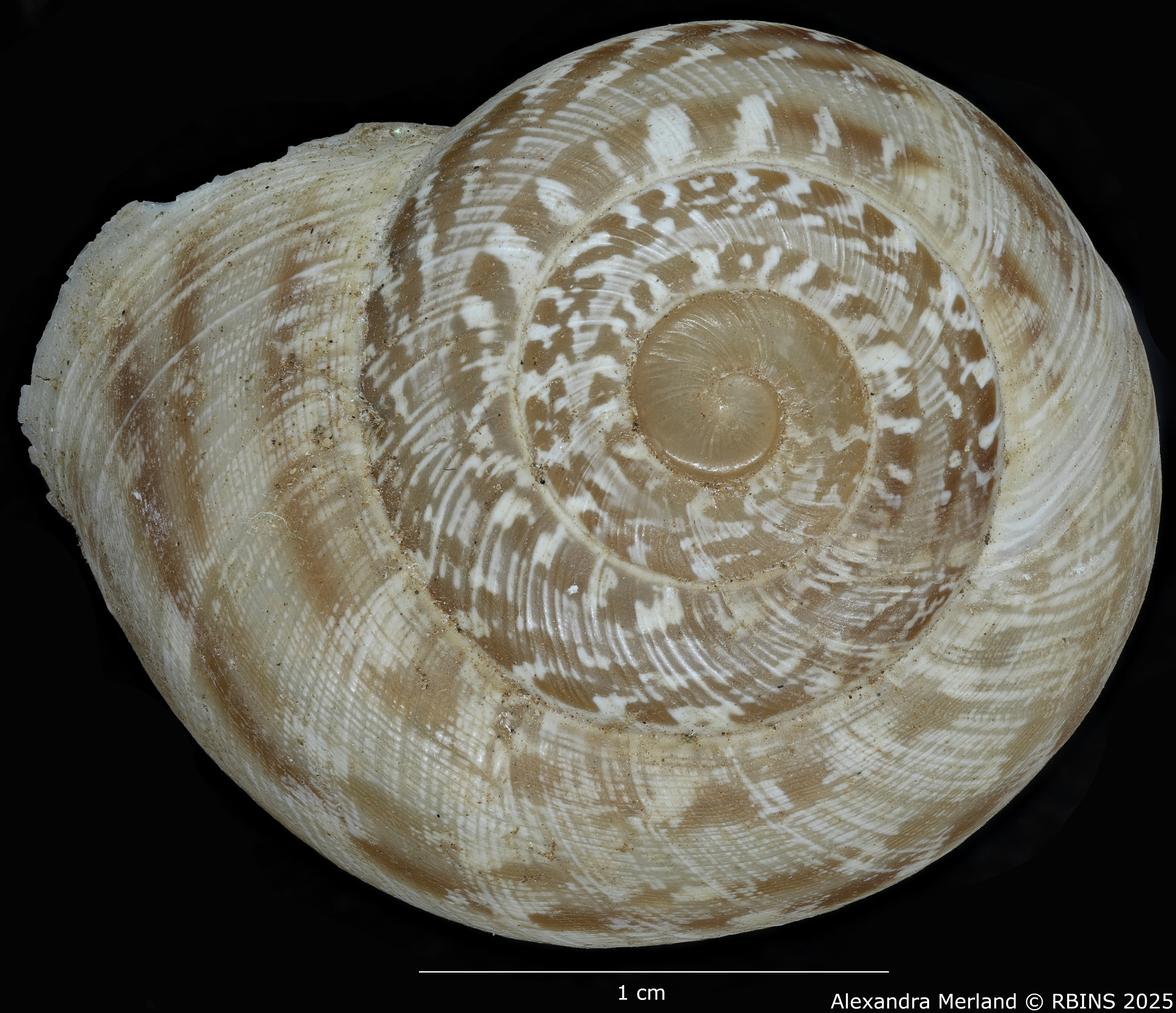 BE-RBINS-INV-MT3412-Alabastrina-beaumieri-striata-st-D.jpg