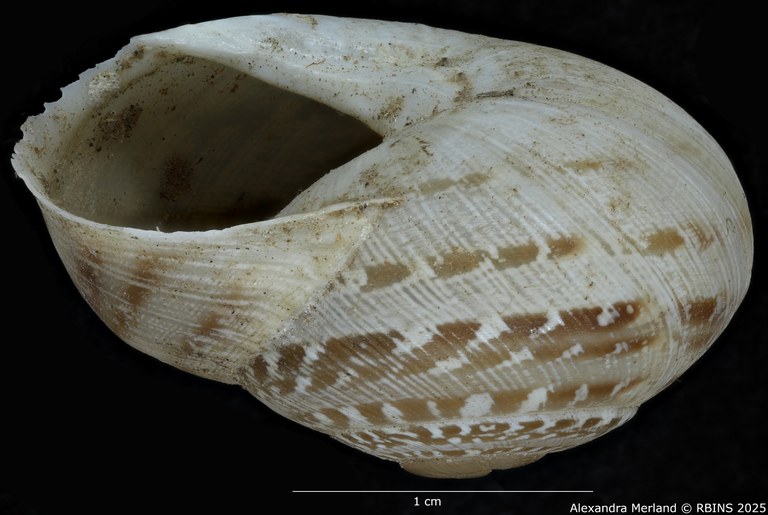 BE-RBINS-INV-MT3412-Alabastrina-beaumieri-striata-st-L.jpg BE-RBINS-INV-MT3412-Alabastrina-beaumieri-striata-st-L.jpg