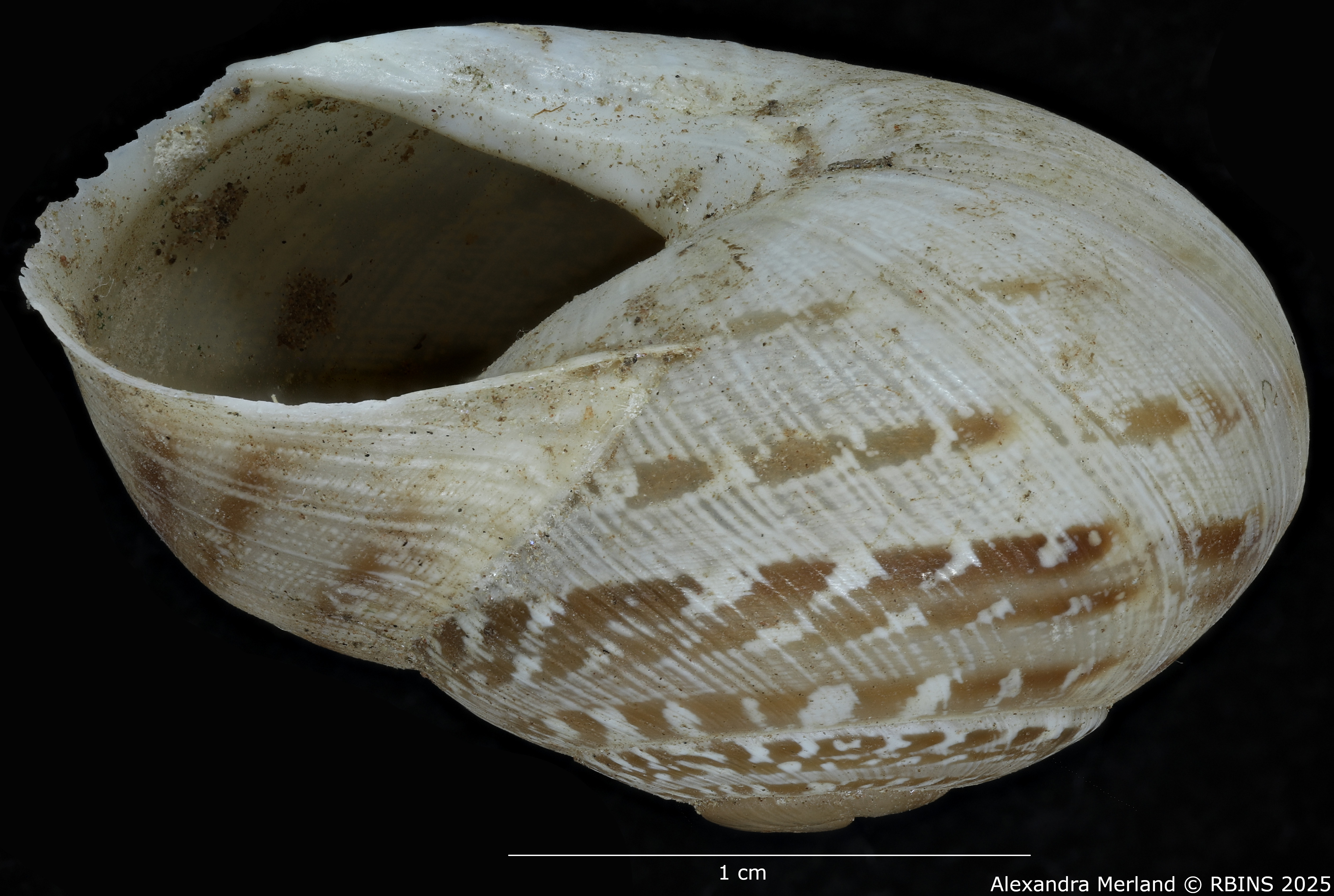 BE-RBINS-INV-MT3412-Alabastrina-beaumieri-striata-st-L.jpg
