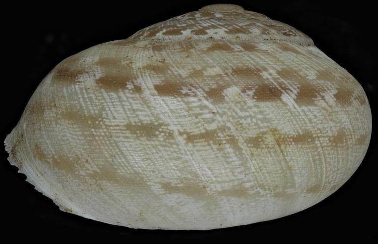 BE-RBINS-INV-MT3412-Alabastrina-beaumieri-striata-st-L2.jpg BE-RBINS-INV-MT3412-Alabastrina-beaumieri-striata-st-L2.jpg