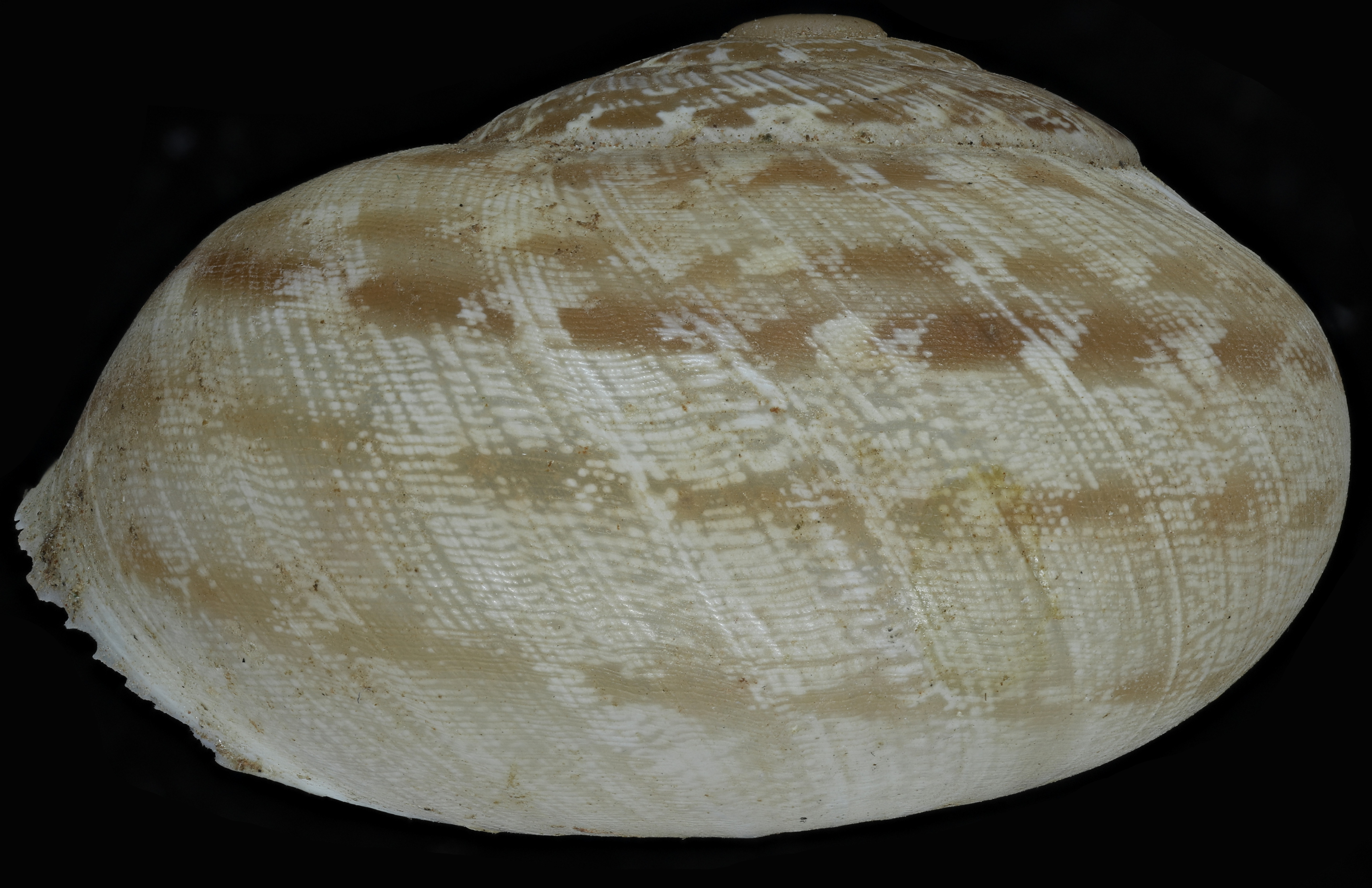 BE-RBINS-INV-MT3412-Alabastrina-beaumieri-striata-st-L2.jpg