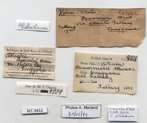 BE-RBINS-INV-MT3412-Alabastrina-beaumieri-striata-st-label.jpg