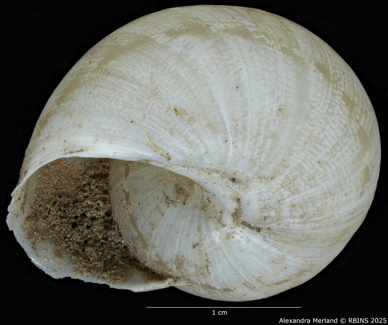 BE-RBINS-INV-MT3412-Alabastrina-beaumieri-striata-st-V.jpg