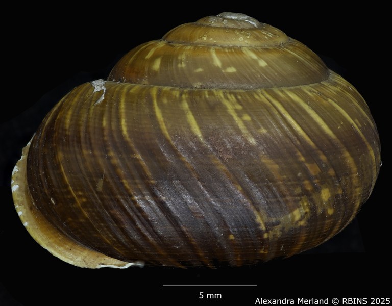 BE-RBINS-INV-MT-3560-Helicigona-arbustorum-xatarti-antioral-type.jpg
