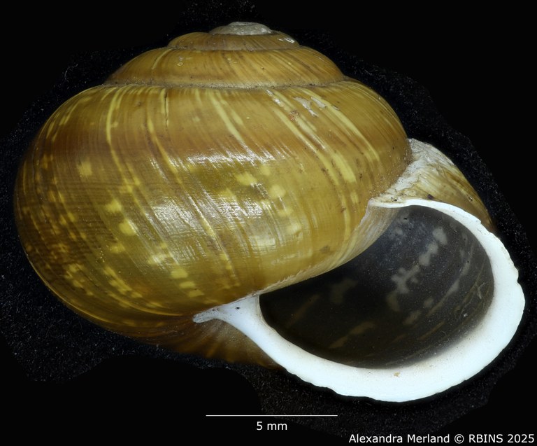 BE-RBINS-INV-MT-3560-Helicigona-arbustorum-xatarti-apertural-type.jpg